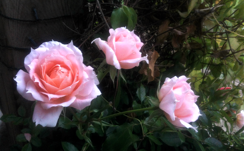 Three Roses