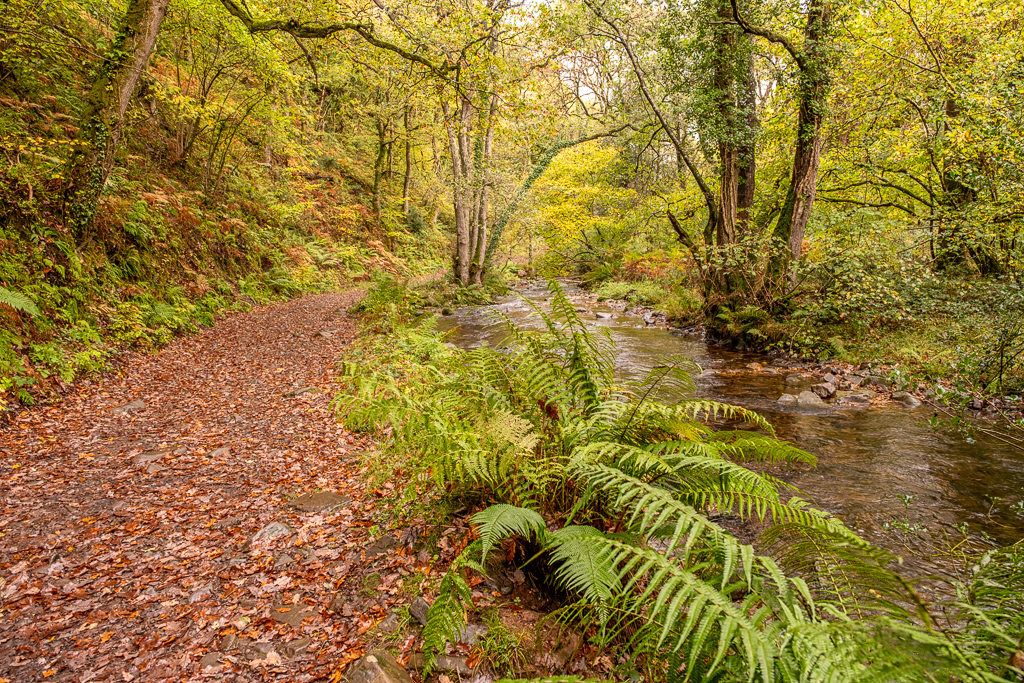 A scenic, leaf-covered path winds through a tranquil forest alongside a clear, flowing stream during autumn. The surrounding trees are adorned with golden and green leaves, and lush green ferns are visible in the foreground.